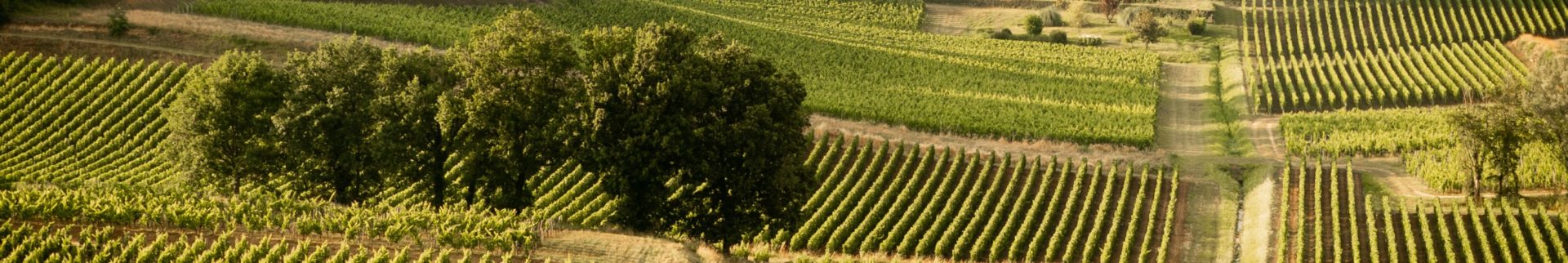 vignoble-saint-emilion-unesco rando dans le vignoble de Saint-Emilion